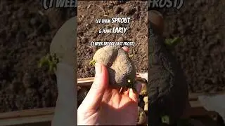 Grow Bigger Potatoes &ndash; Start Early! #potato #gardeningtips