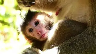Baby Monkey Ayla Has Beautiful Eye. Baby Monkey Ayla Move Around With Flexible To Left & Right.