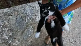 Dali the cat was very hungry and was waiting for us on the forest path