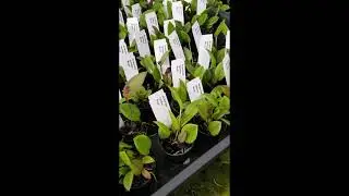 Arkerne orchids Belgium