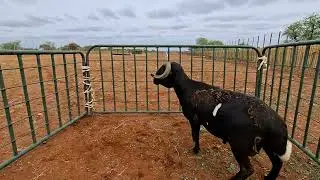 3de ROOI IVOOR VEEBOERDERY PRODUKSIEVEILING 22 Nov&rsquo;25, 11h Warmbad Veemark.