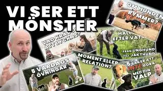 Det här tittar hundägare på – men missar det viktigaste