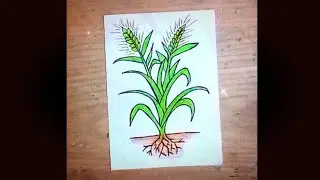 How to Draw a barley tree Drawing ||Barely tree Drawing step by step easy...