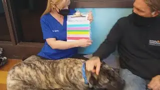 DNA test shows Ethan the Dog is 6 different breeds