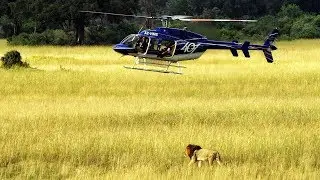 Travel Documentary. Amazing scenic flight over Okavango Delta with Helicopter Horizons. Botswana