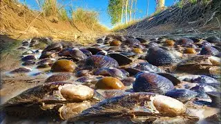 Come and find food again  at rice field along canal in dry season after havest rice