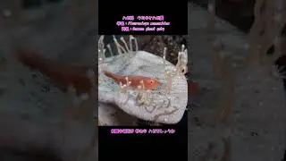 綺麗好き？　セボシウミタケハゼ　#shorts　@diverbingo