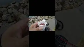 &ldquo;Catfish Chicken Liver Secret Trick &mdash;Mess Free!&rdquo; #catfishing #fishingtips #fishing