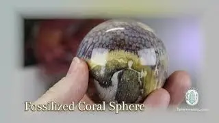 59mm Polished Fossilized Coral 