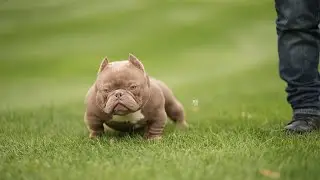 Exotic bully-Mr. Alpha