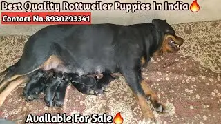 Best Quality Rottweiler Puppies In India | Rottweiler Puppies In India |Ruffhouse Kennel #rottweiler
