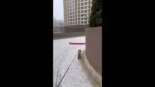 Тед и снег. А как реагирует Ваш любимчик?) #maltipoo #суперсобака #тед #puppy #dog #doglife #love