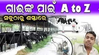 ଗାଈ ଫାର୍ମ  ପାଇଁ A to Z || Where to buy equipment for dairy farming. #efarmingodisha