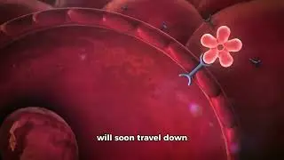 1st week pregnancy process in womb 