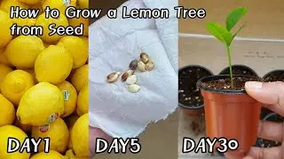 You've Been Planting Lemon Seeds WRONG! (100% Germination Trick) #growagarden #lemontree #garden