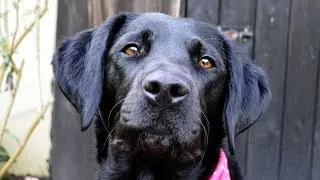 Molly The Black Labrador: 1 Year - 2 Years