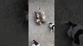 dogs ball#😁😛😆comedy #My #dogs #ball   रीलMy Dog Has a Pure Heart  #shorts #dog krishna desi #comedy