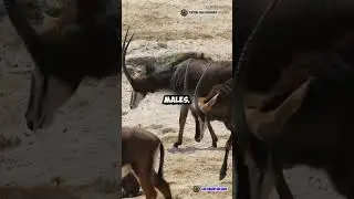 🦌⚡ The Majestic Warrior of Africa! | Sable Antelope Facts #Shorts