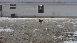 Chicken Jump