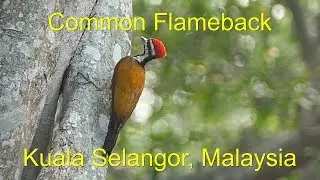 Common Flameback, male and female.