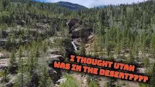 Camping in Utah&rsquo;s High Alpine forest (Uinta Mountains)