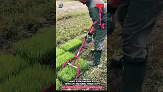 Manual Seedling Tray Lifter Technology in Action - Smart Tools for Rice Farming