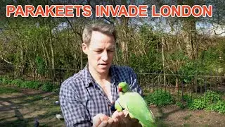 Londons Parakeet Invasion