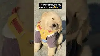 I may be small, but my drama is huge 😂🎭🐾 #doglife #doglife #funny #viralvideo #shortvideo 🫶❤️💞