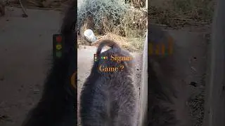Signal Game 🎯 #funny #comedyvideo . કબૂતર ઉડે ?.મોર ઉડે? ભેંસ ઉડે?