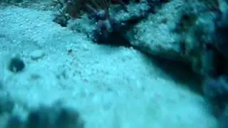 Eviota Pellucida cleaning it's 