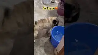 Hamari Vitamin Ki Goli 🤔🥰&hearts;️😂😜 #shorts #funny #memes #comedy #pug #pets #youtubeshorts #viral