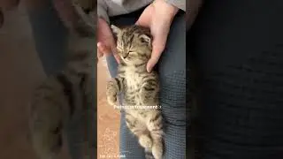 Beauty day🐾💖🤗 #catlovers #cat #love #relaxwithcats #cute #kitten #pets