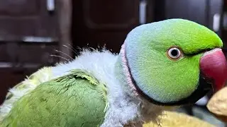 Punjabi Parrot 🦜 is live