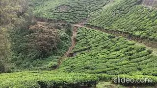 From Ancient Groves to Tourist Trails: The Layered History of Munnar 🏞️ in India 