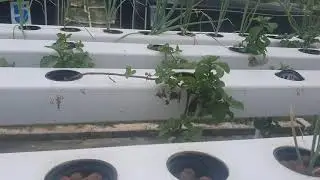 mint root establishment