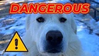 Dangerous: When Livestock Guardian Dogs Turn Dangerous