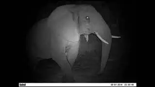 Knysna elephant survey