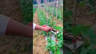 tapetool binding plants with fences quickly  #shorts