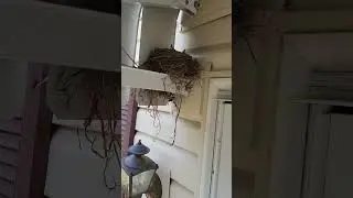 Robin Attack #birds