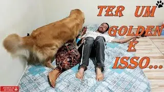 Como é ter um Golden Retriever em casa???