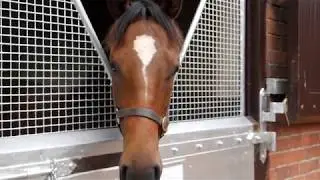 Kildangan Stud - The Curragh Thoroughbred Trail