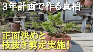 3年計画で作る真柏正面決めと枝抜き剪定実施