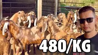 480/KG Ajmera Khassi Bakre at Kismat Goat Farm Surat