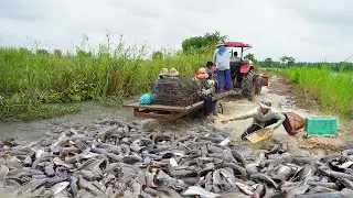 Essential Techniques for Catching Copper Snakehead Fish