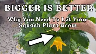 How to Grow Zucchini & Squash Indoors with Tower Garden Lights (The BIG Secret!) #garden  #farming