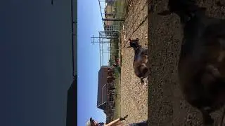 Goat roping @Equibrand #teamroping #winnerswin #champion #roadto800