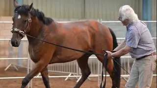 HORSE TRAINING: Changing your horse using Schoeneich Straightness Training