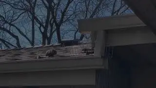 Baby Squirrels Use One Way Door System
