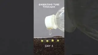 Growing Yellow Pepper Plants - Timelapse