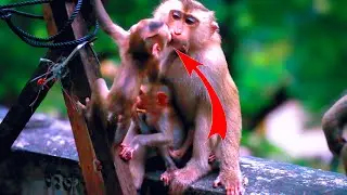 So Cute! Adorable Baby Monkey Tries to Comfort Another's Mother